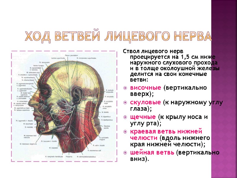 Ход ветвей лицевого нерва Ствол лицевого нерв проецируется на 1,5 см ниже наружного слухового Ход ветвей лицевого нерва Ствол лицевого нерв проецируется на 1,5 см ниже наружного слухового
